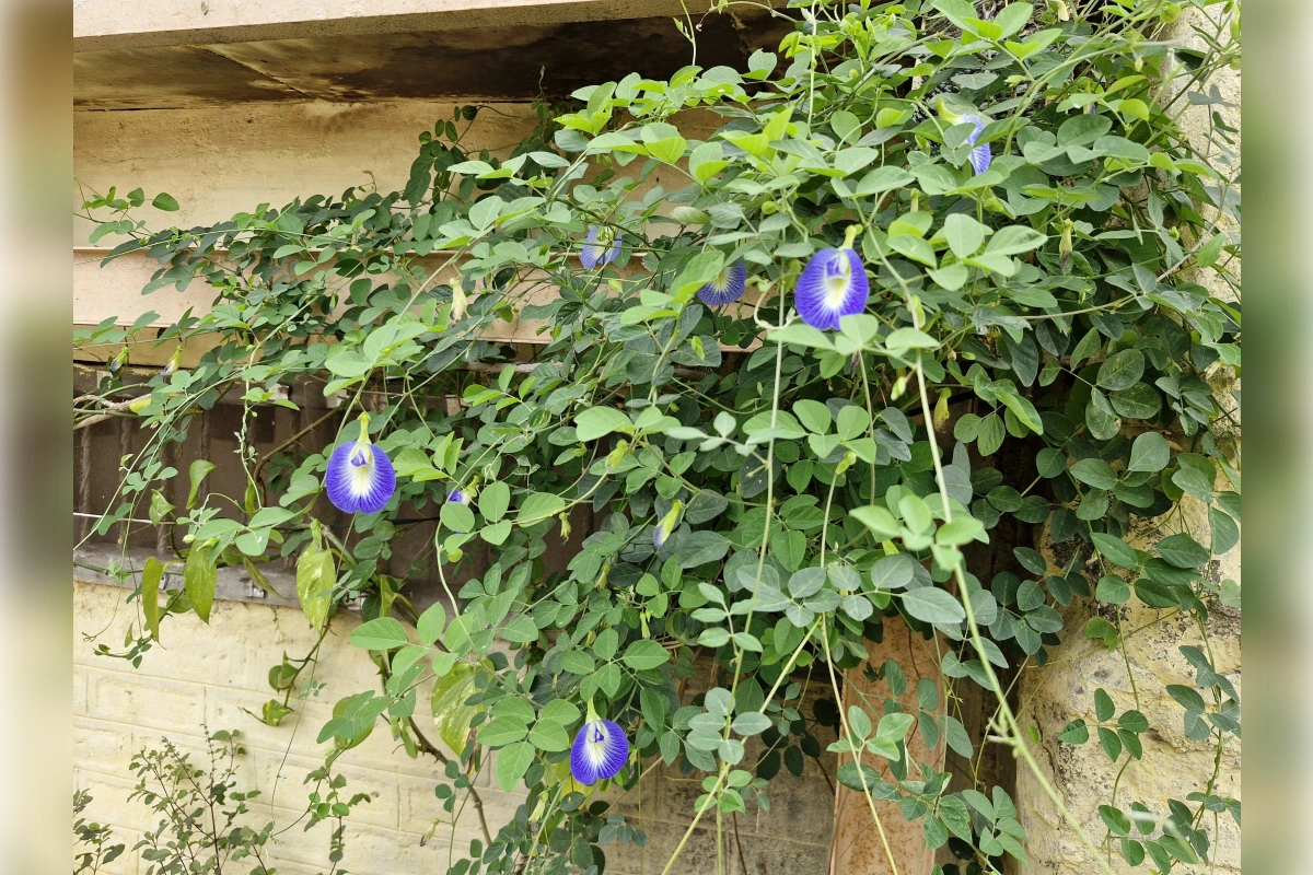 Blue Aparajita flower plant growing outdoors