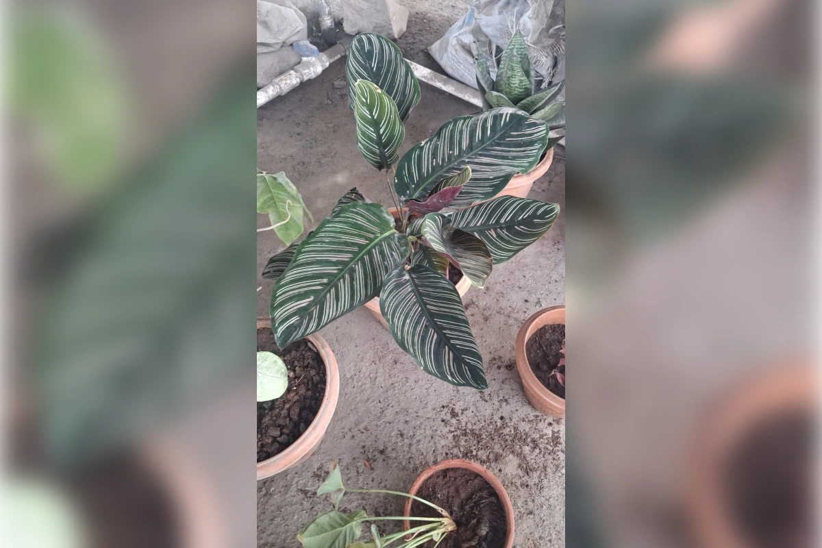 Green striped Calathea-type indoor plant