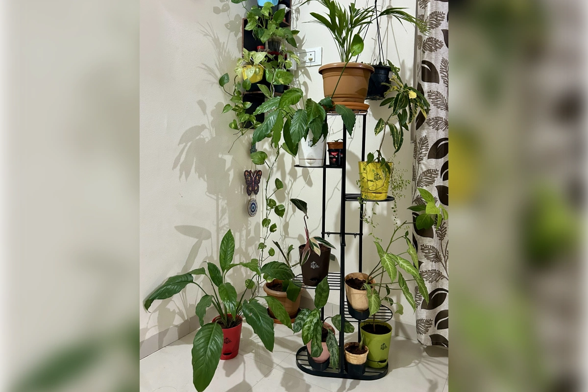Indoor plant stand with multiple houseplants