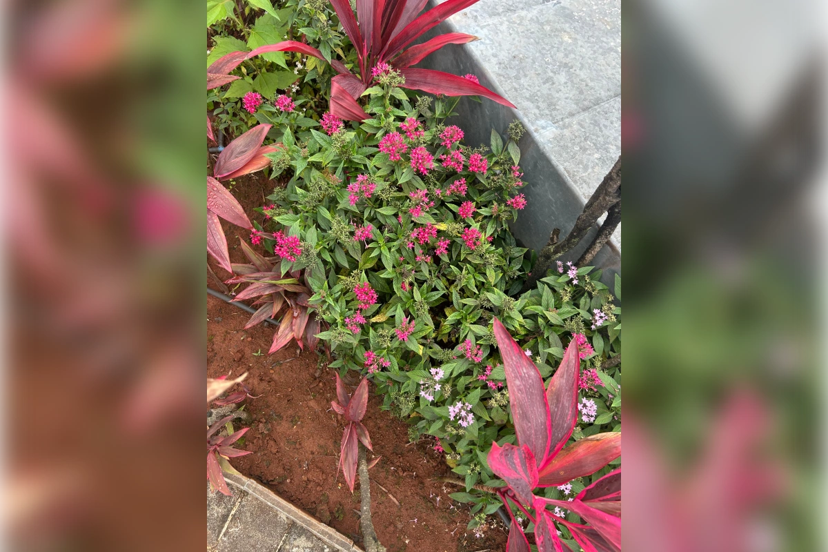 Mixed garden bed with colourful flowers
