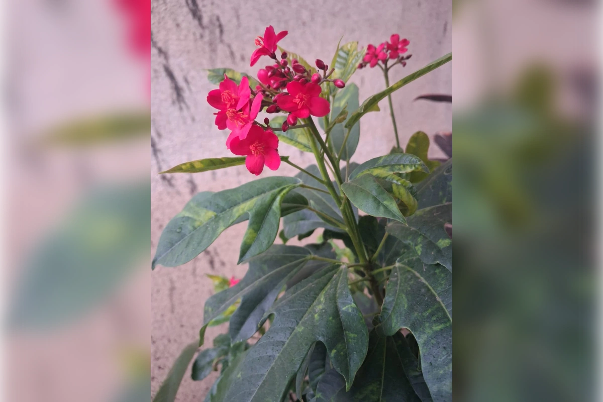 Red flowering shrub growing outdoors