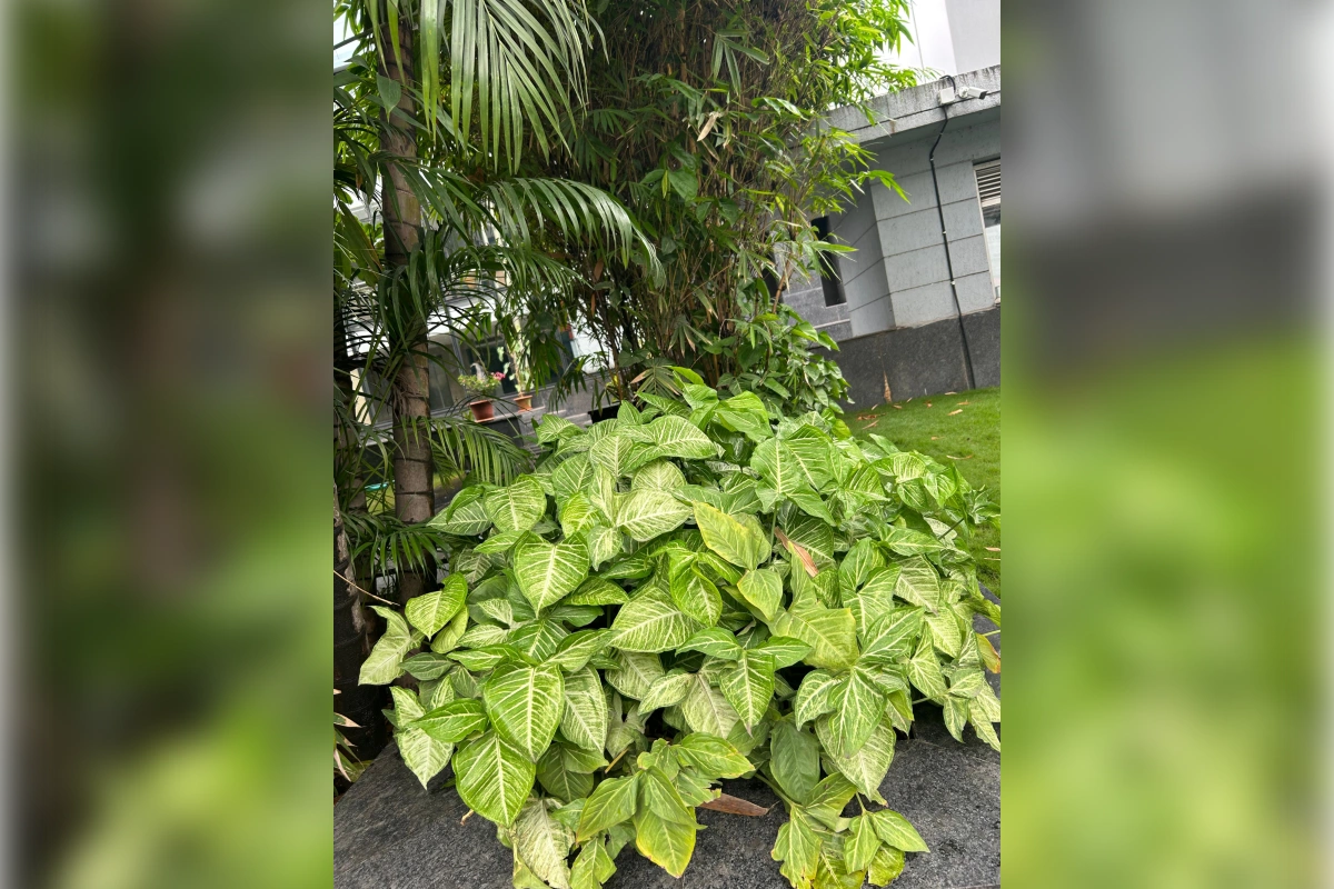 Syngonium plant bush growing densely