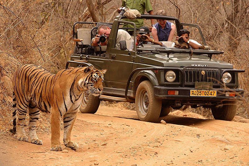 Ranthambore Rajasthan in October