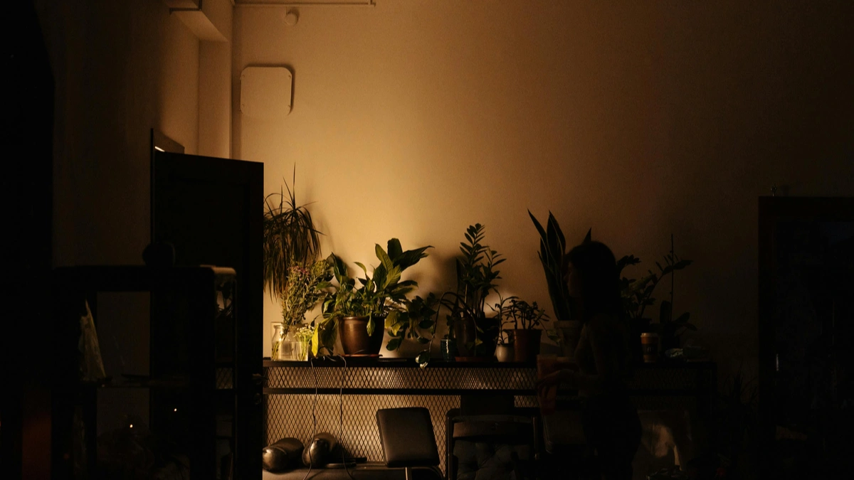 Air Purifying Indoor Plants