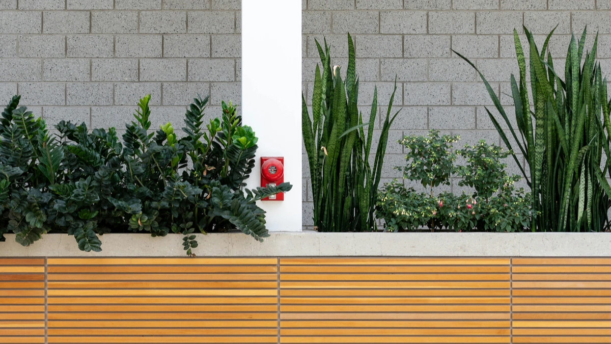 Plants for Low Sunlight Balconies