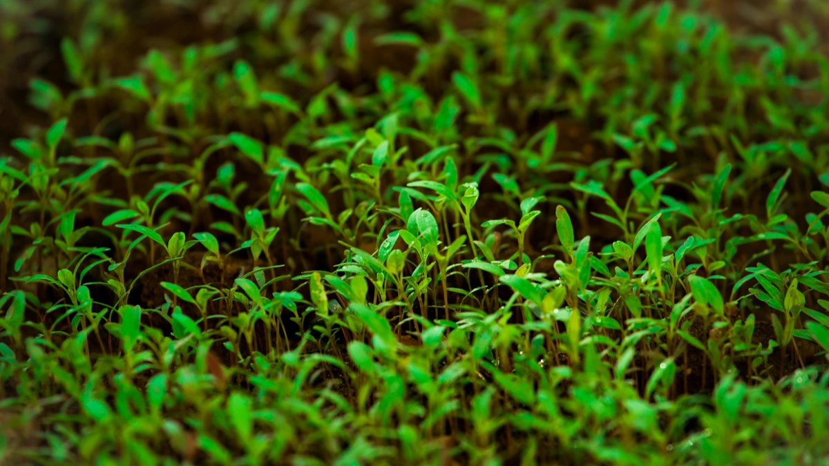 Best Microgreens to Grow