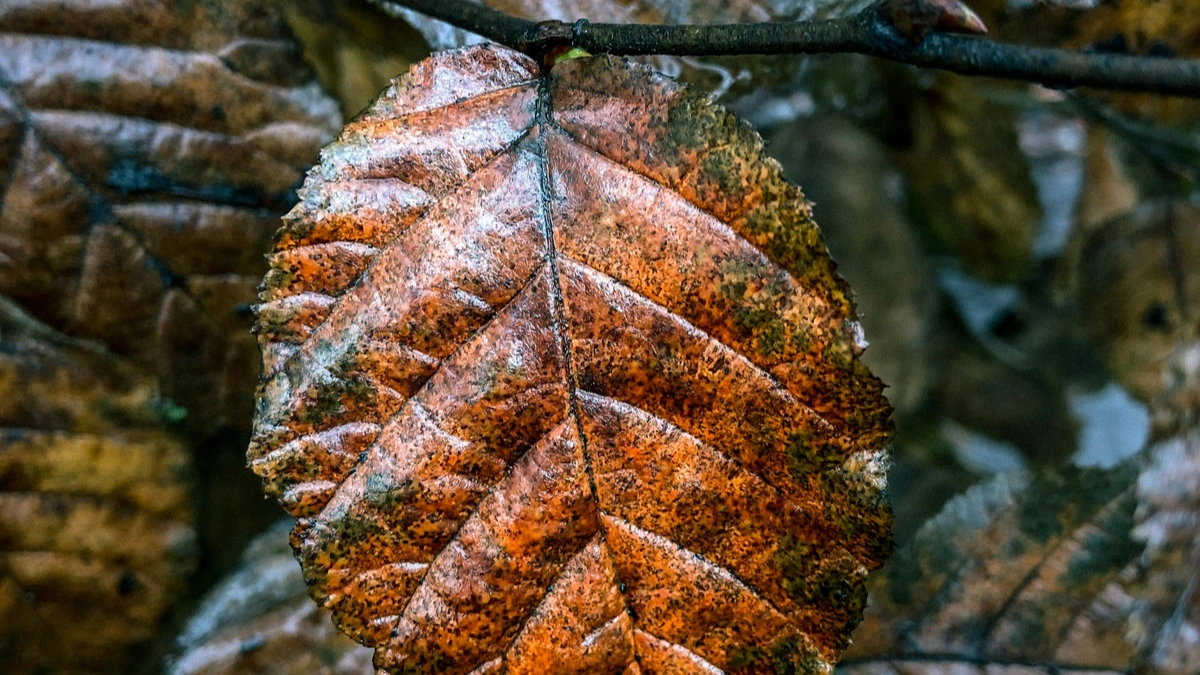 Brown Tips on Indoor Plants