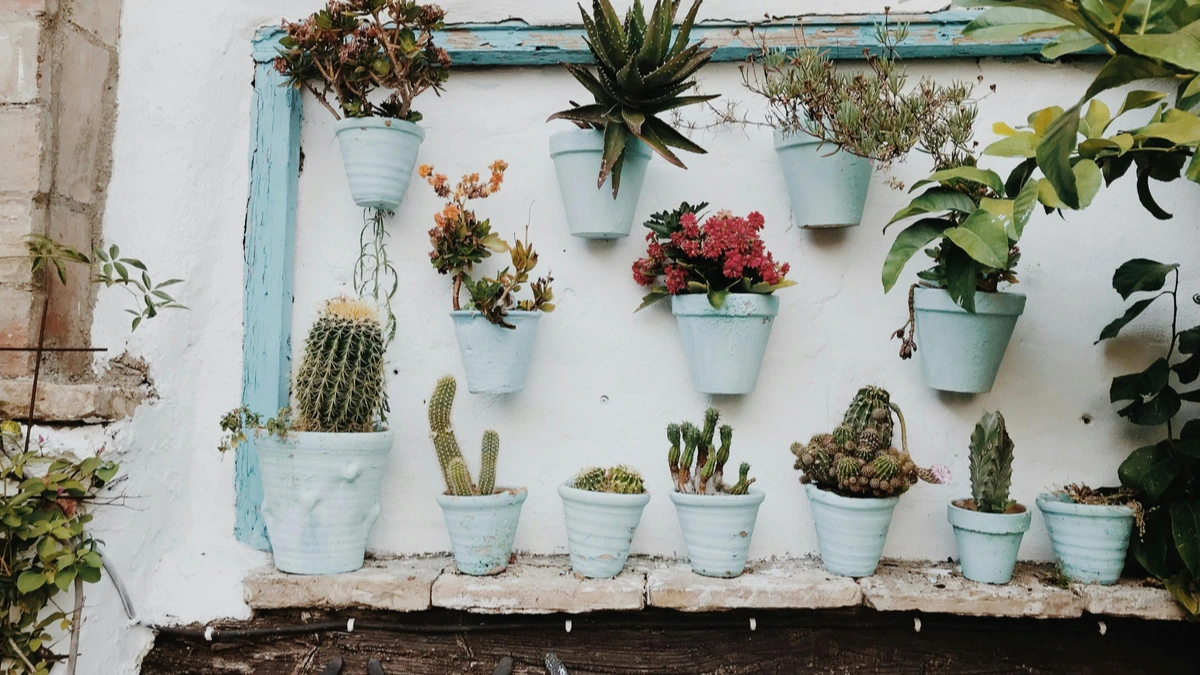 Easy Indoor Plants for Beginners