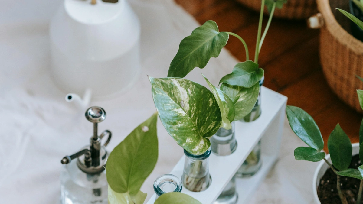 Fast Growing Indoor Plants