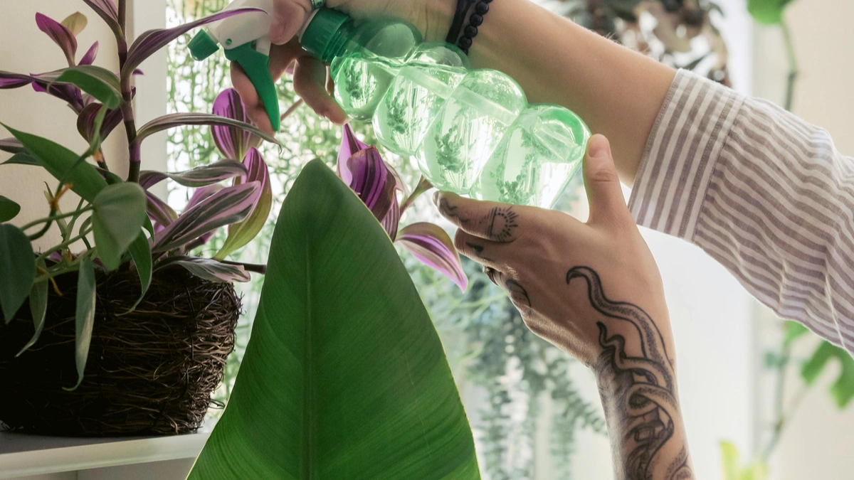 Indoor Plant Watering Schedule