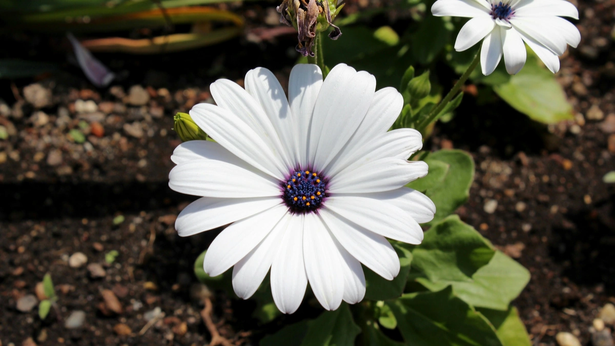 Indoor Plants for Stress Relief