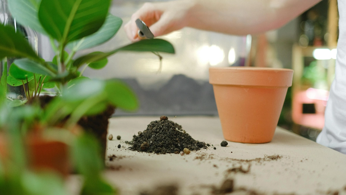 Natural Fertilizers for Plants