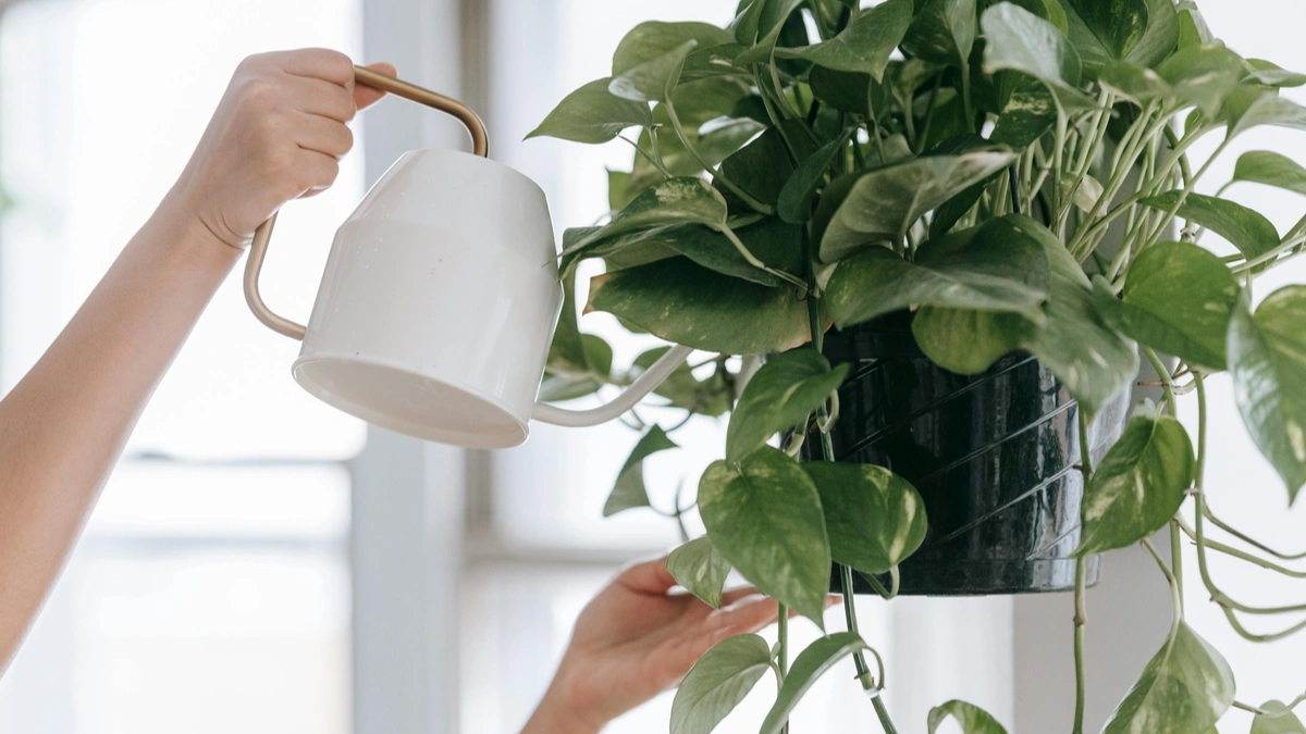 Overwatered vs Underwatered Plants