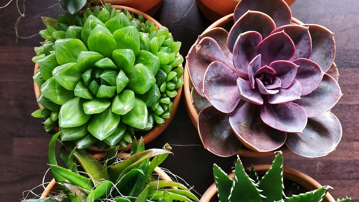 Pet Safe Indoor Plants