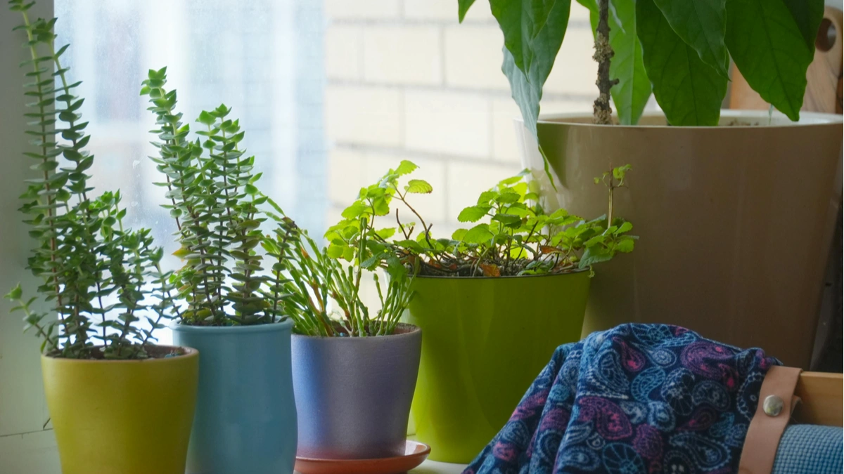 Watering Indoor Plants Guide