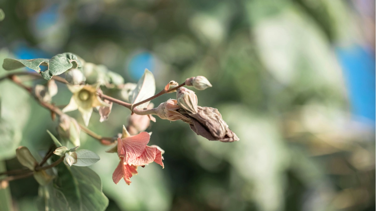 Why Indoor Plants Die