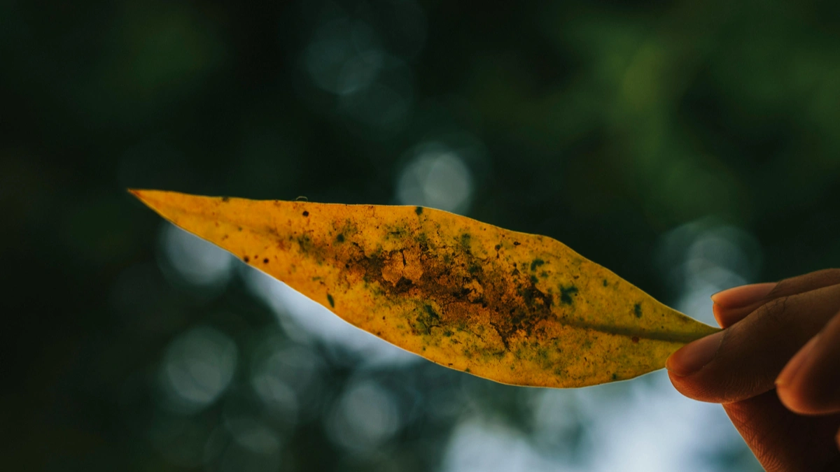Yellow Leaves on Indoor Plants